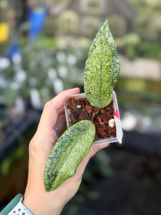 Hoya Jita (silver, variegated) 'Autumn Guava'