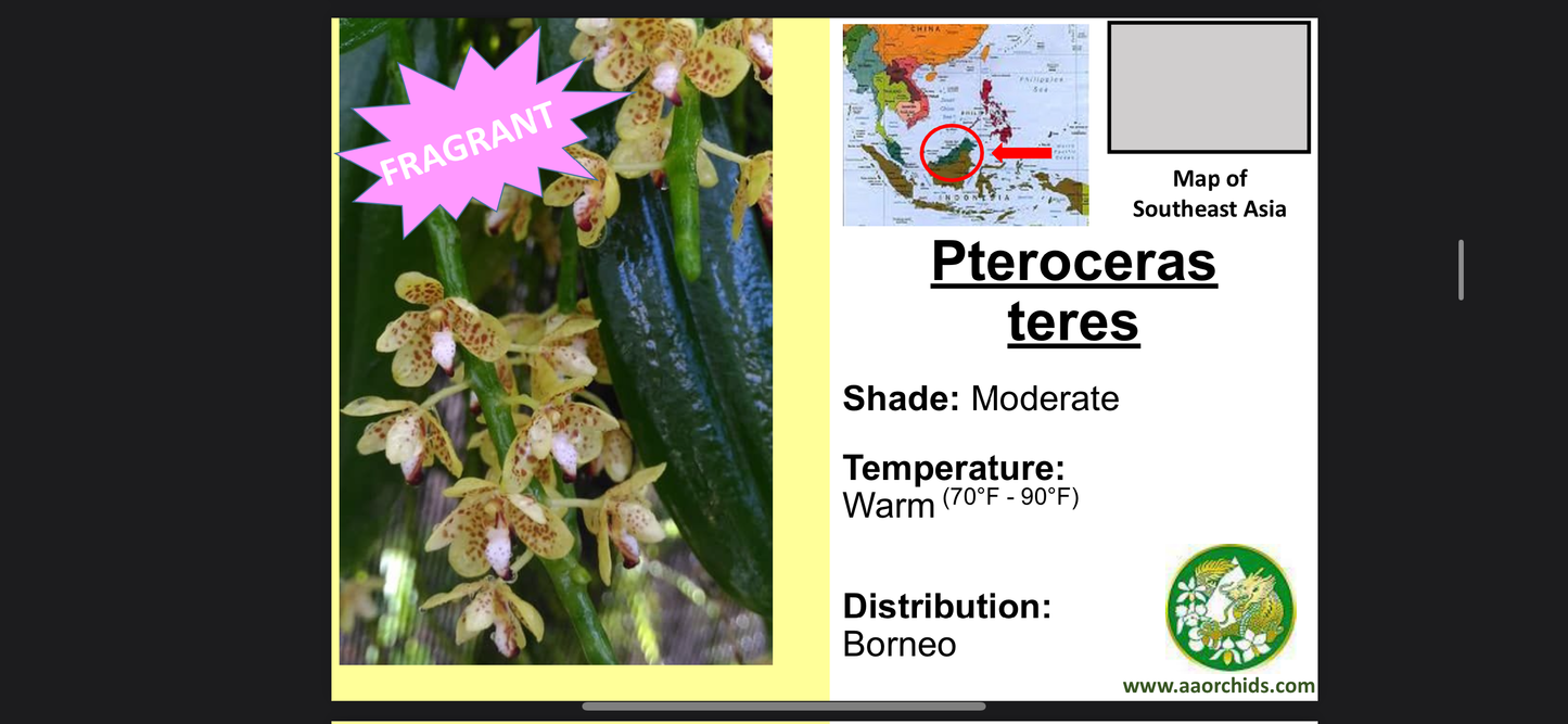 Pteroceras teres