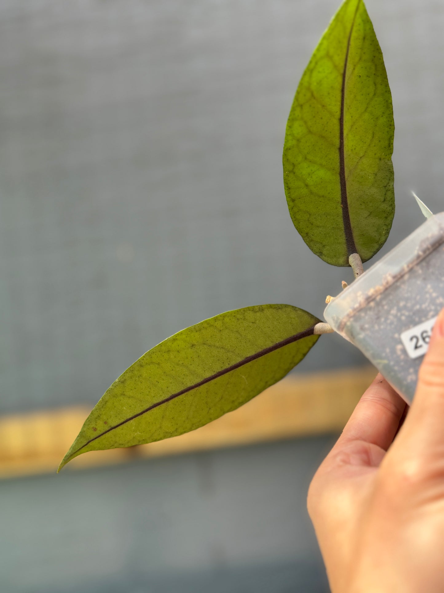 Hoya sp. Gayo Lues NAPC034