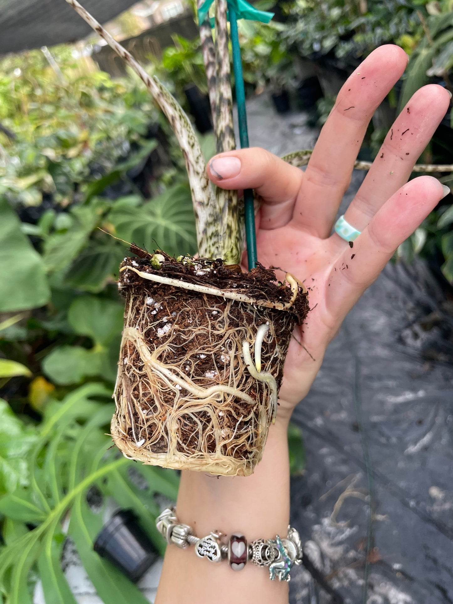 Alocasia zebrina variegated