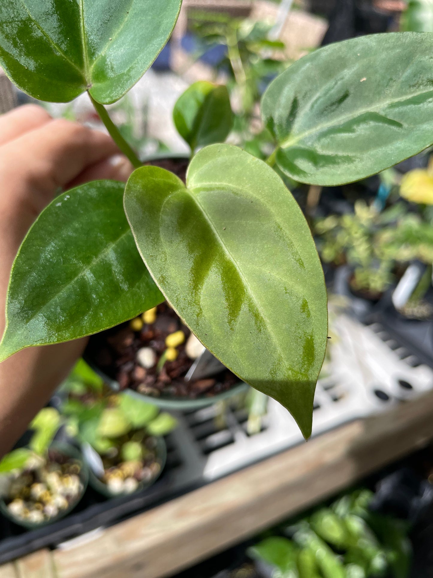 Anthurium ‘Justin’ x ‘wings’