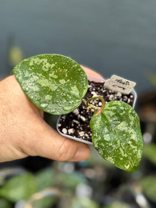 Hoya KSB08