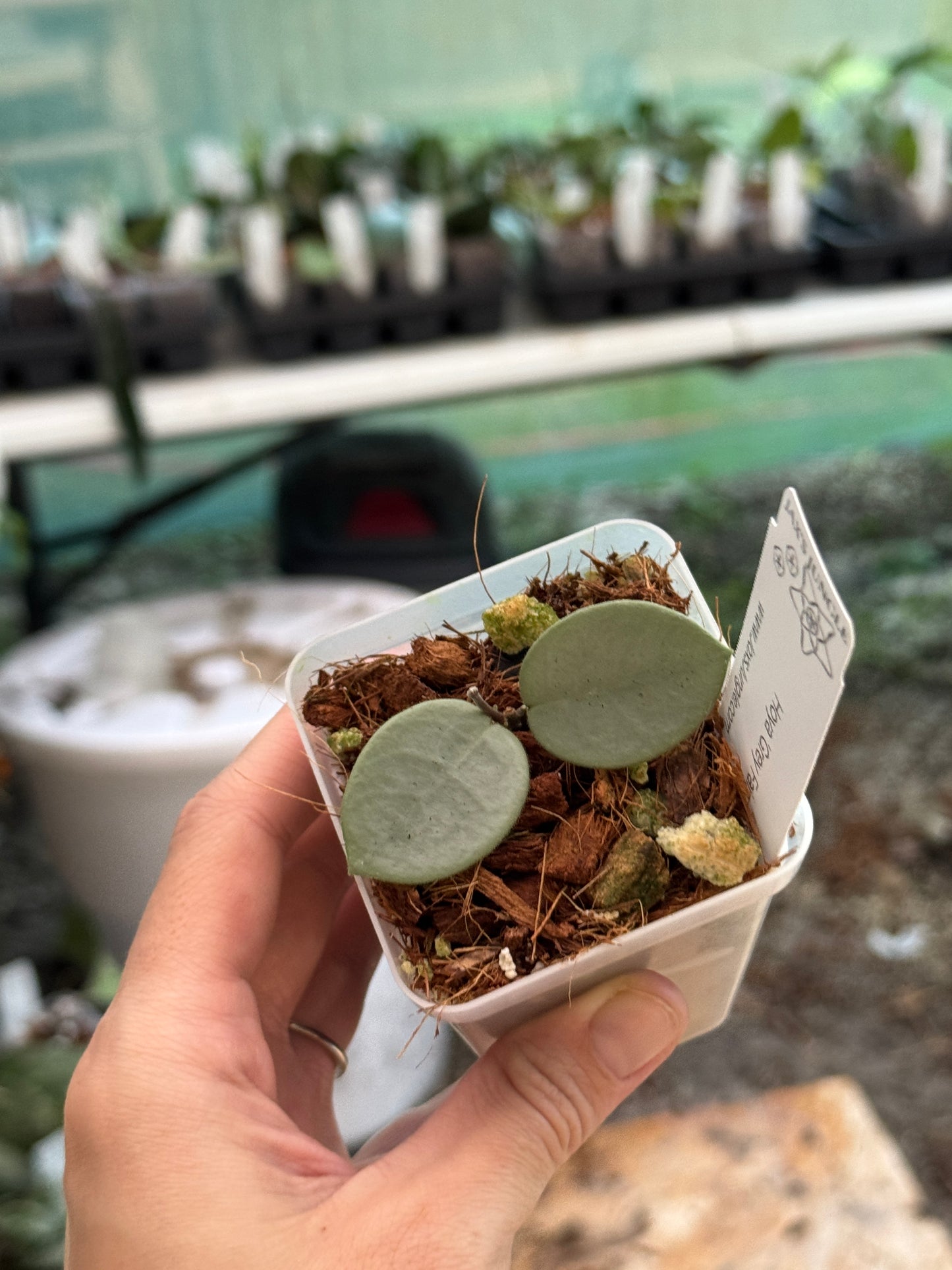 Hoya ‘Grey Fairy’