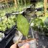 Hoya sp. trenggalek 'Menak Sopal' (Silver)