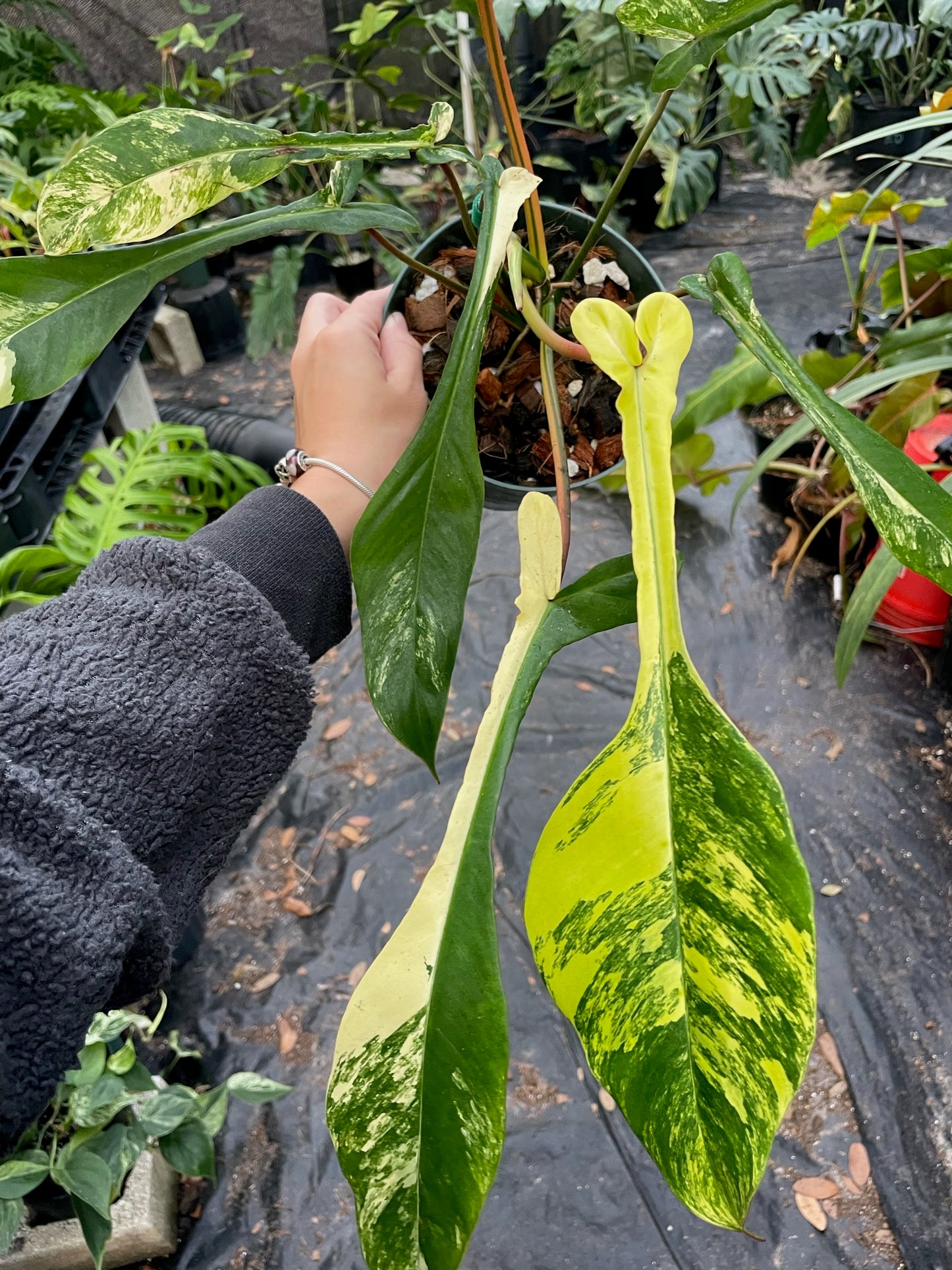 Philodendron joepii variegated