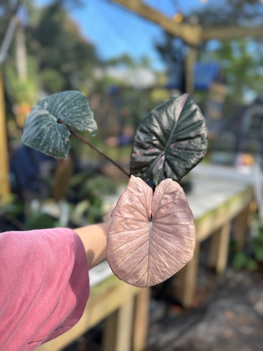 Alocasia serendipity variegated