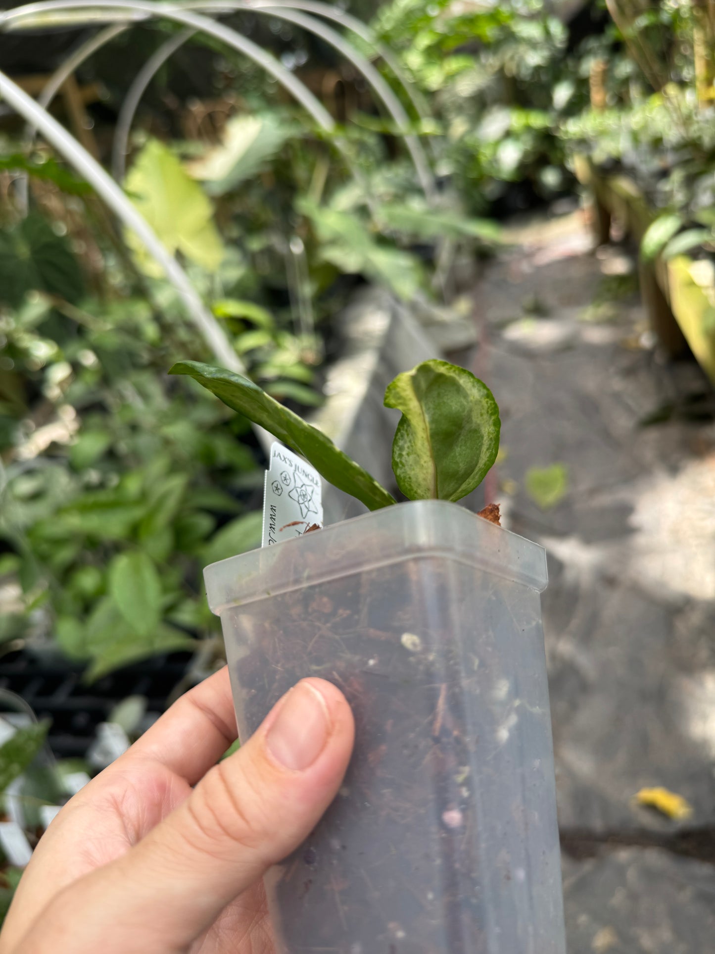 Hoya CV Candy