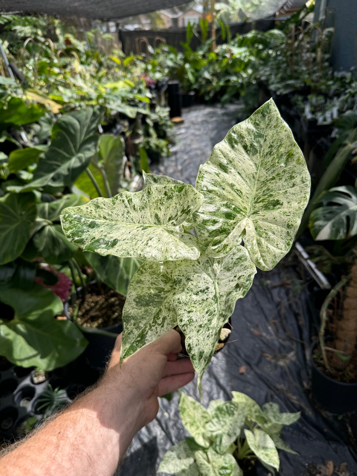 Alocasia ‘Blizzard’