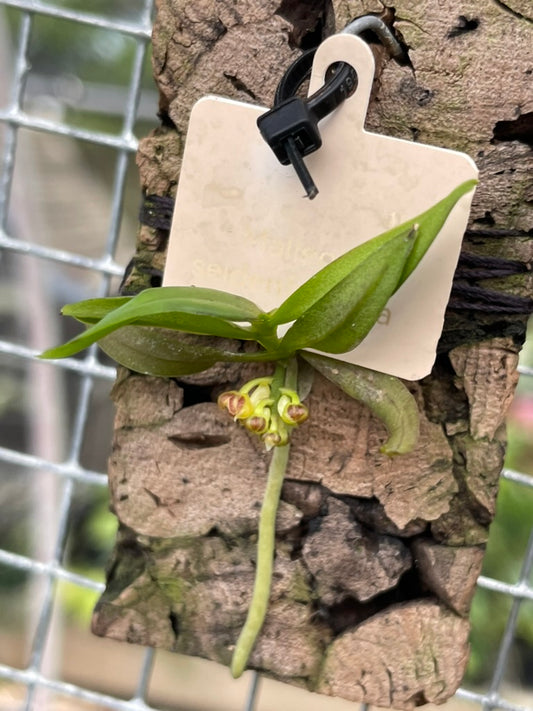 Malleola seidenfadenia