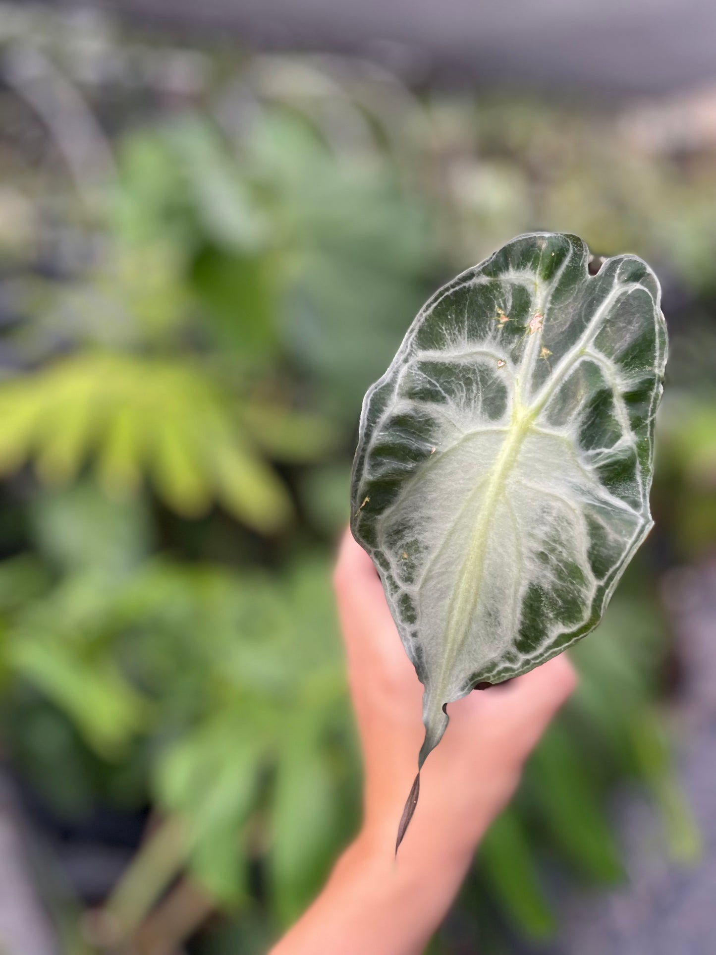 Alocasia Venom