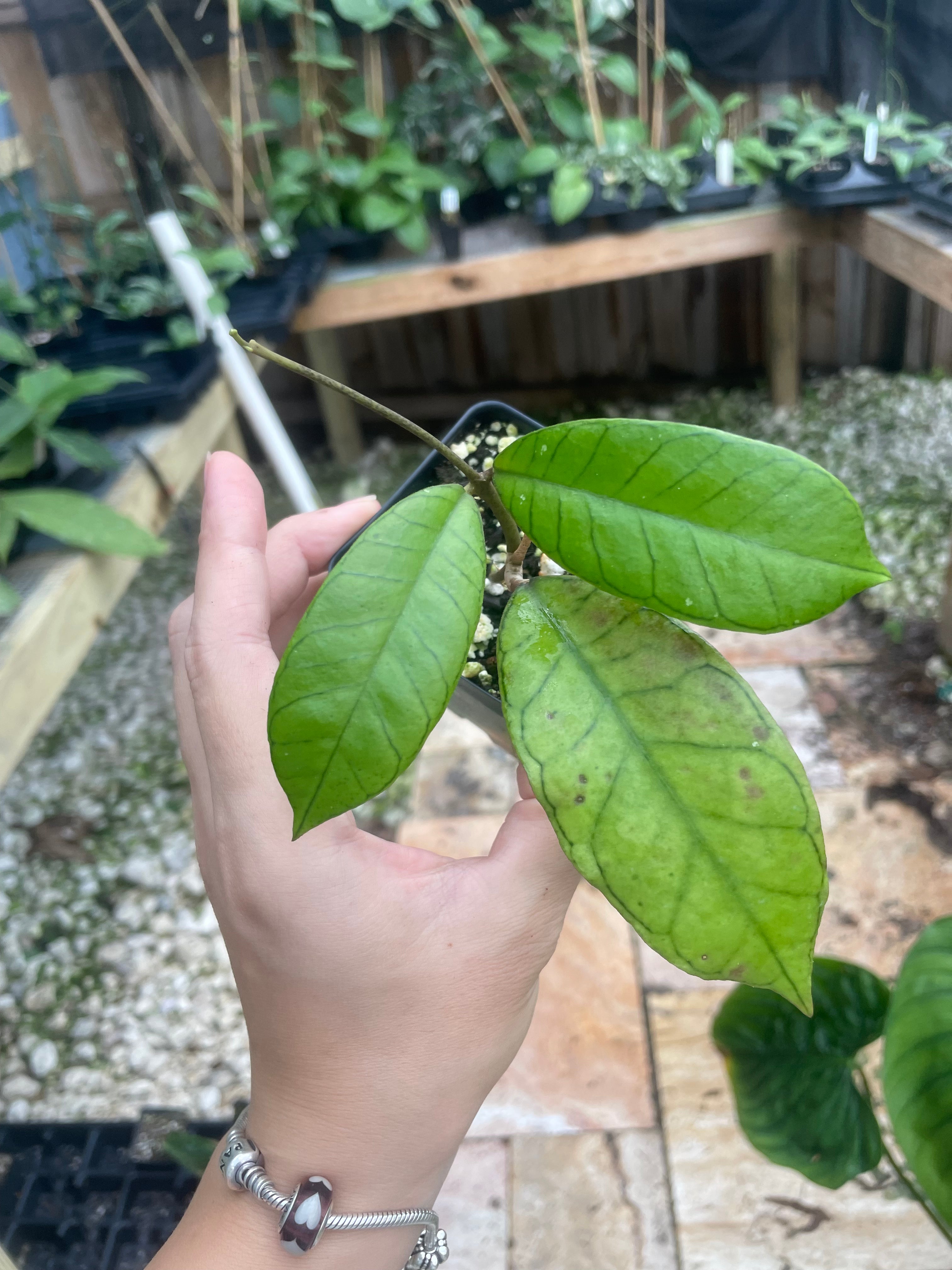 Hoya sp. Gunung Gading – Jax's Jungle