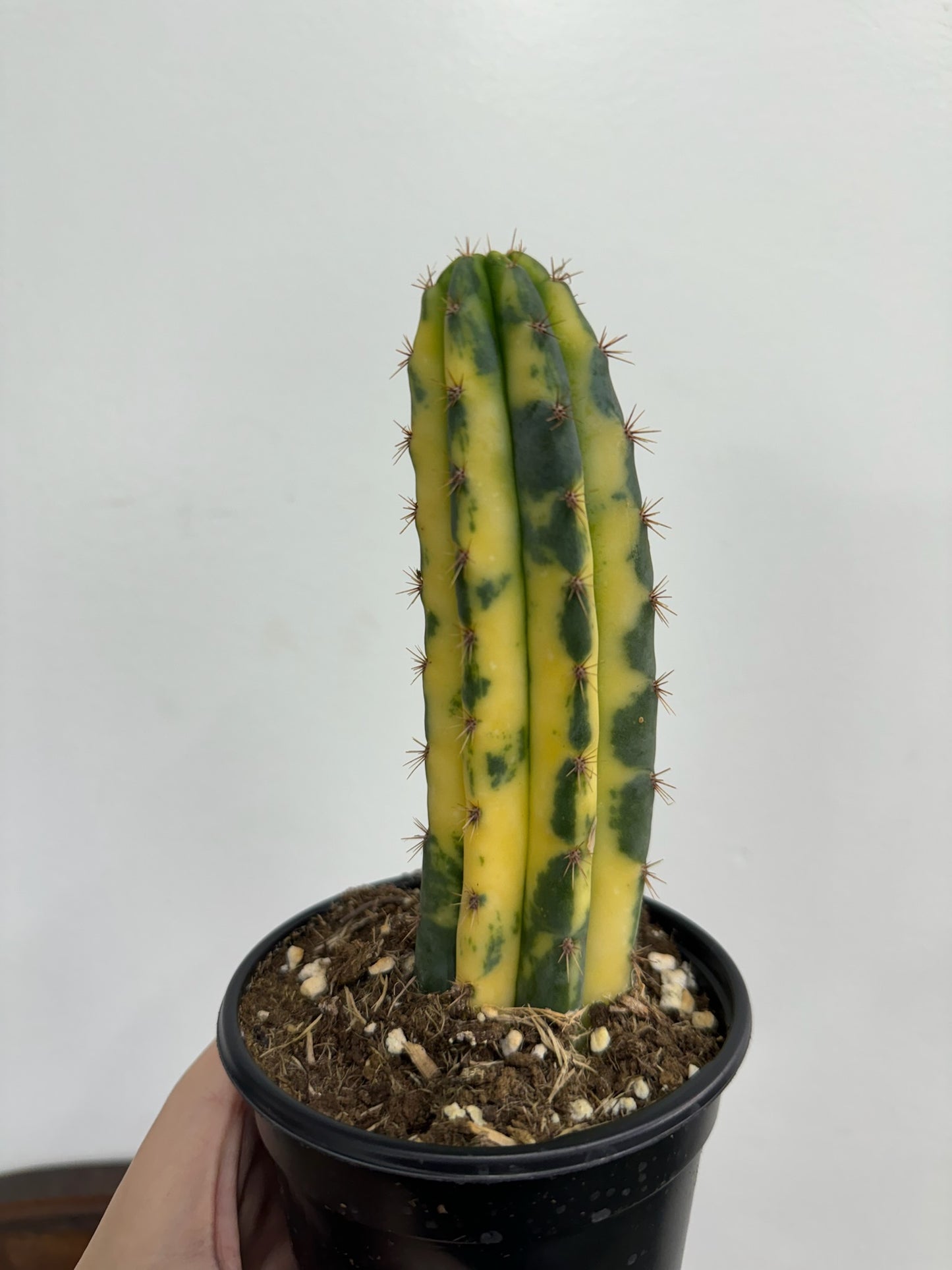 Variegated San Pedro Cactus | Trichocereus pachanoi variegata