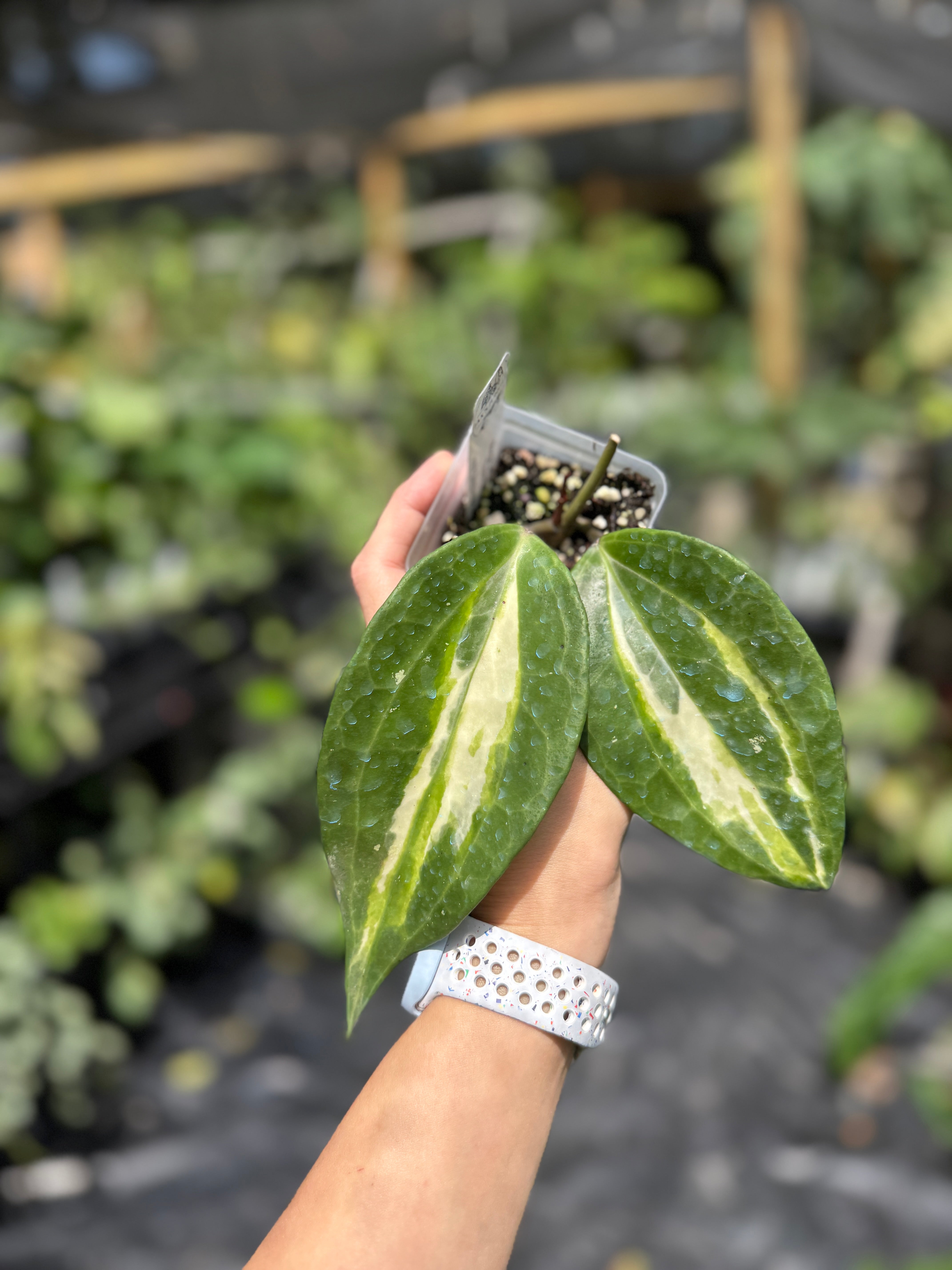 Hoya latifolia 'Queensy' – Jax's Jungle