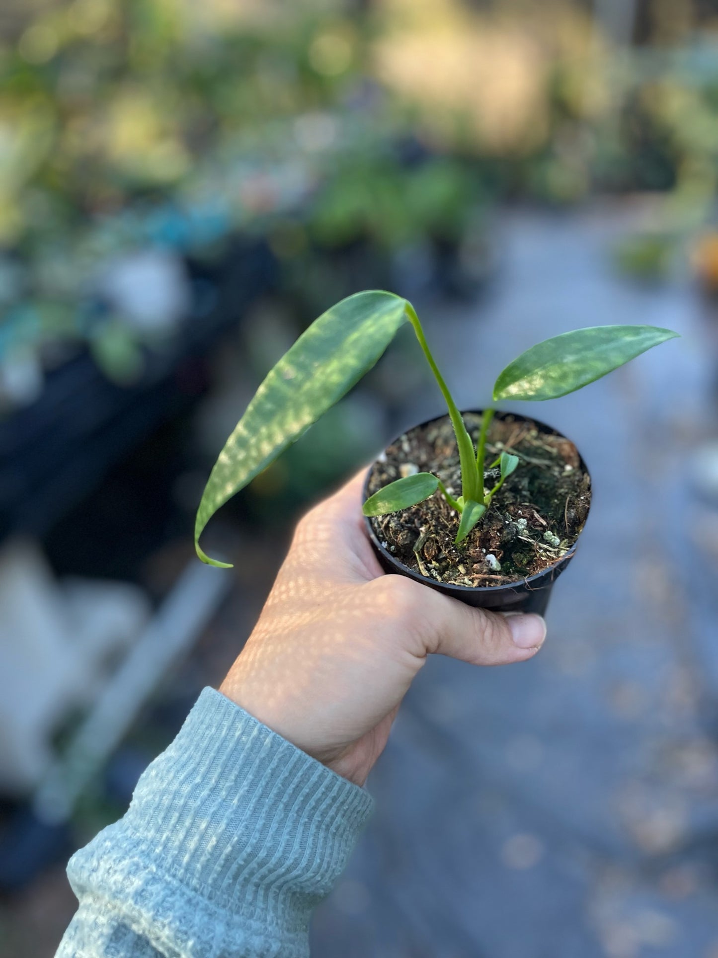 GROWER’S CHOICE: 3” Monstera Burle Marx Flame