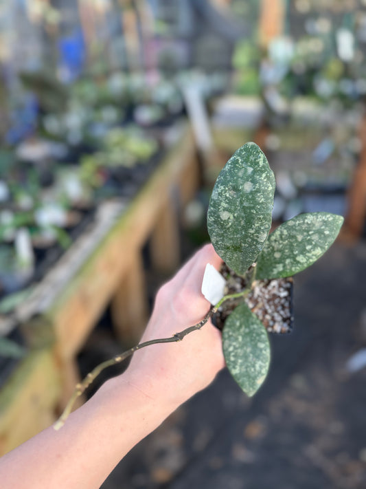 Hoya rundumensis (splash)