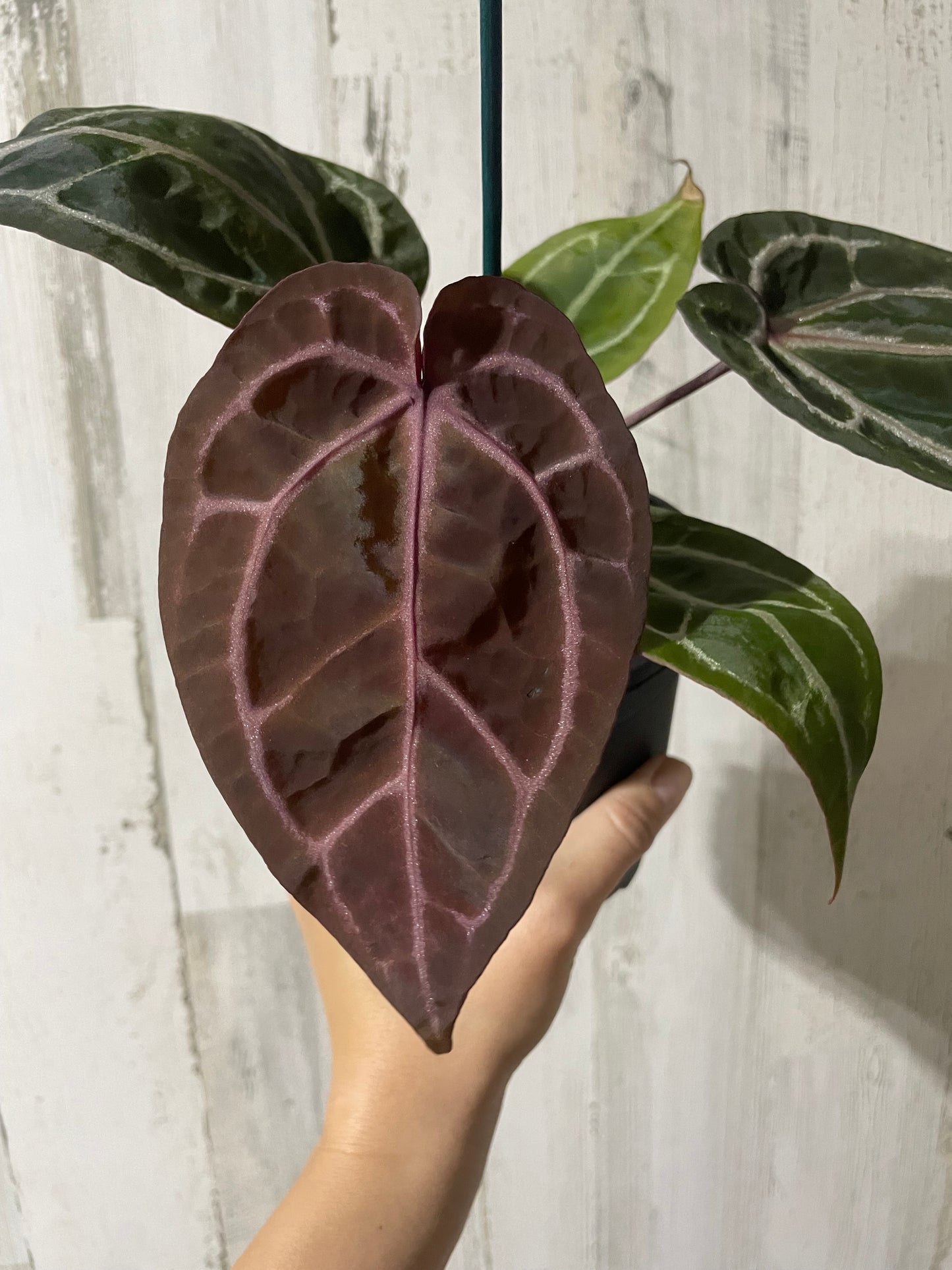 Anthurium ‘Zara’ Doc block