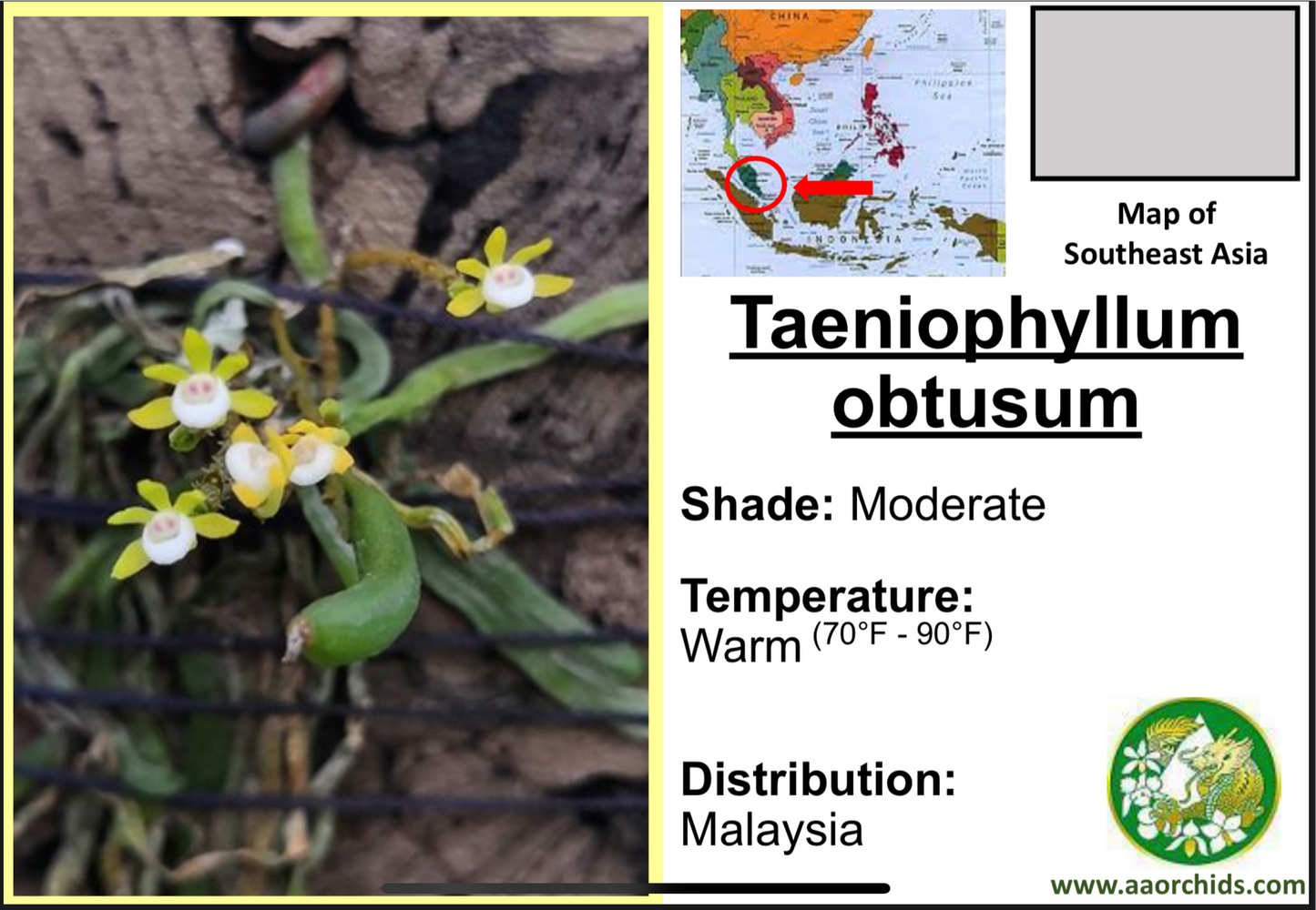 Taeniophyllum obtusum