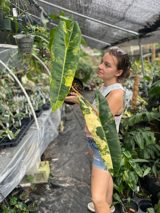 Philodendron billietiae variegated