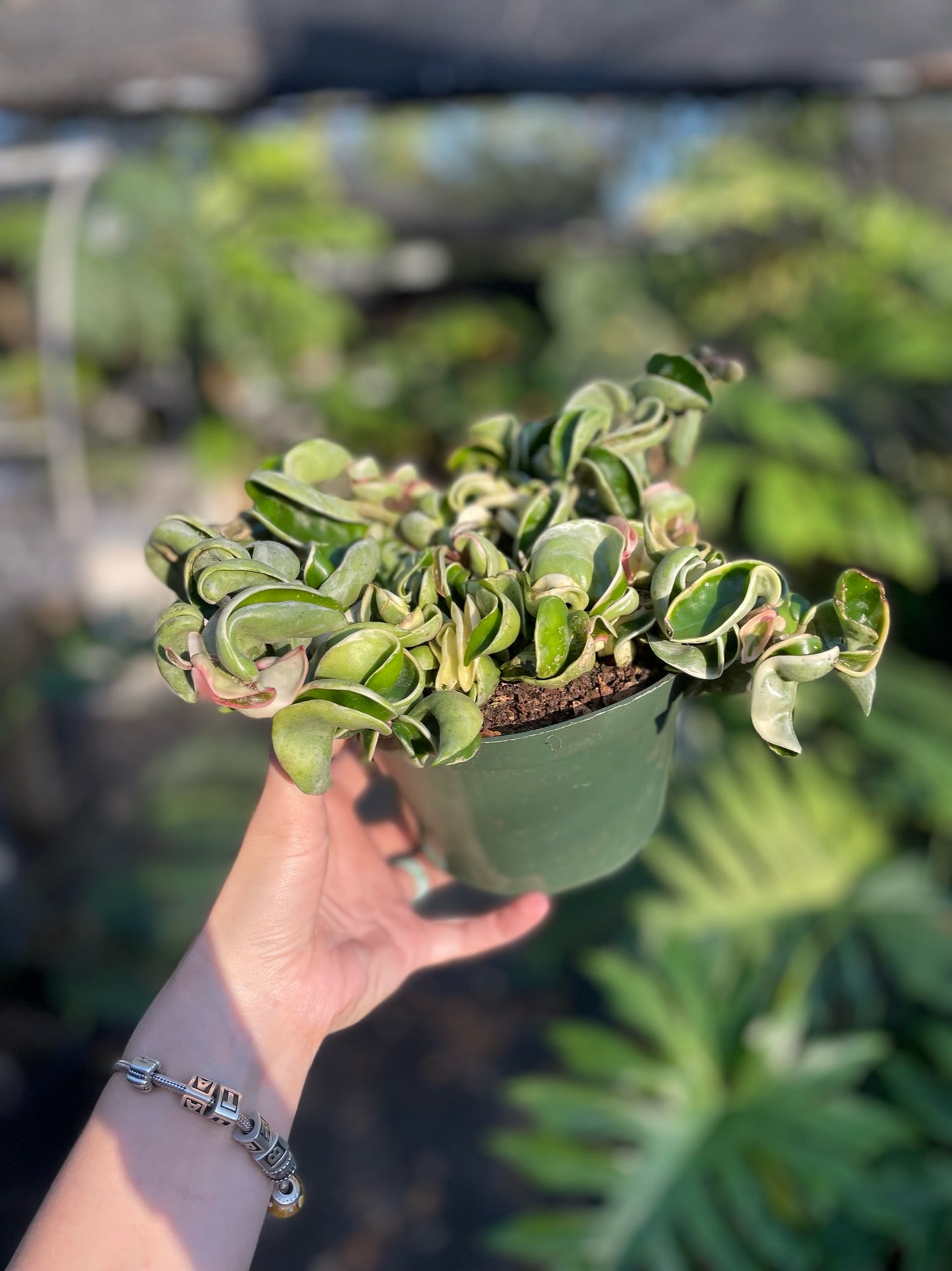 GROWER’S CHOICE: Hoya Compacta Variegated