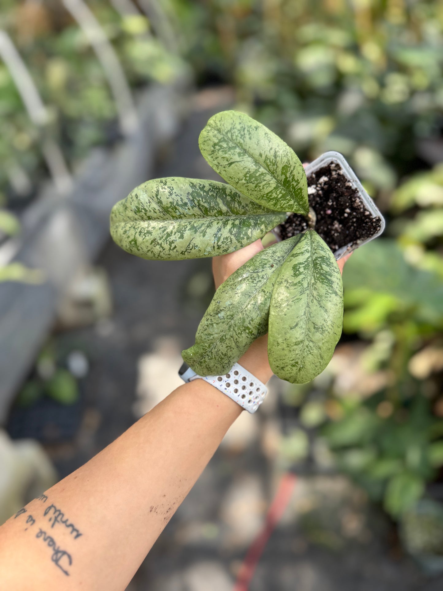 Hoya ‘Lorelai’