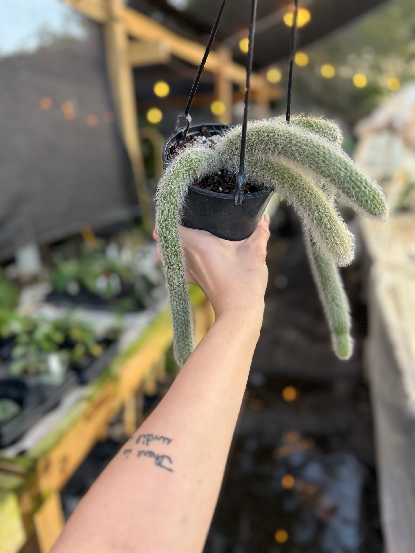 Monkey Tail Cactus – Cleistocactus colademononis