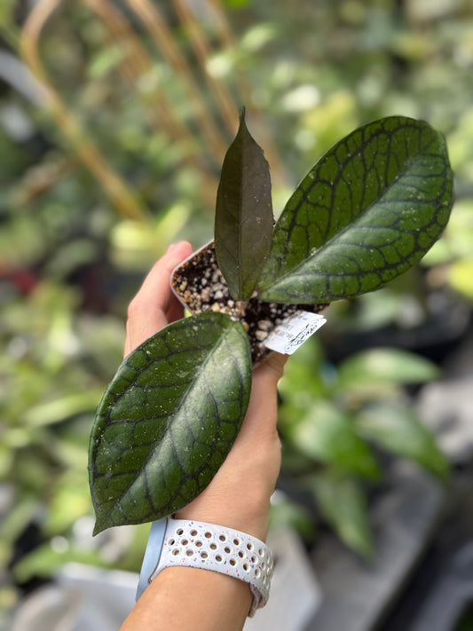 Hoya LP019 (H. erythrina x H. finlaysonii)