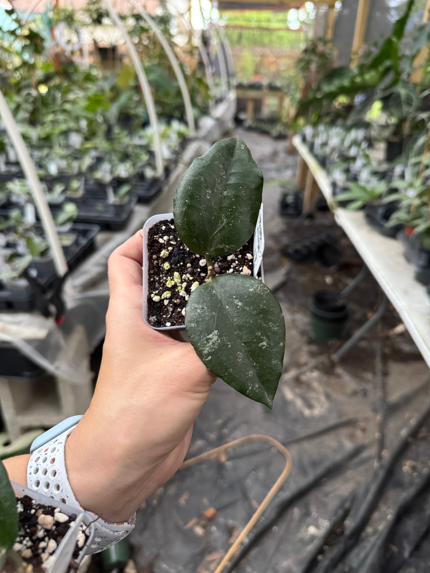 Hoya LP006 (H. erythrina x H. caudata) (Small Leaves)