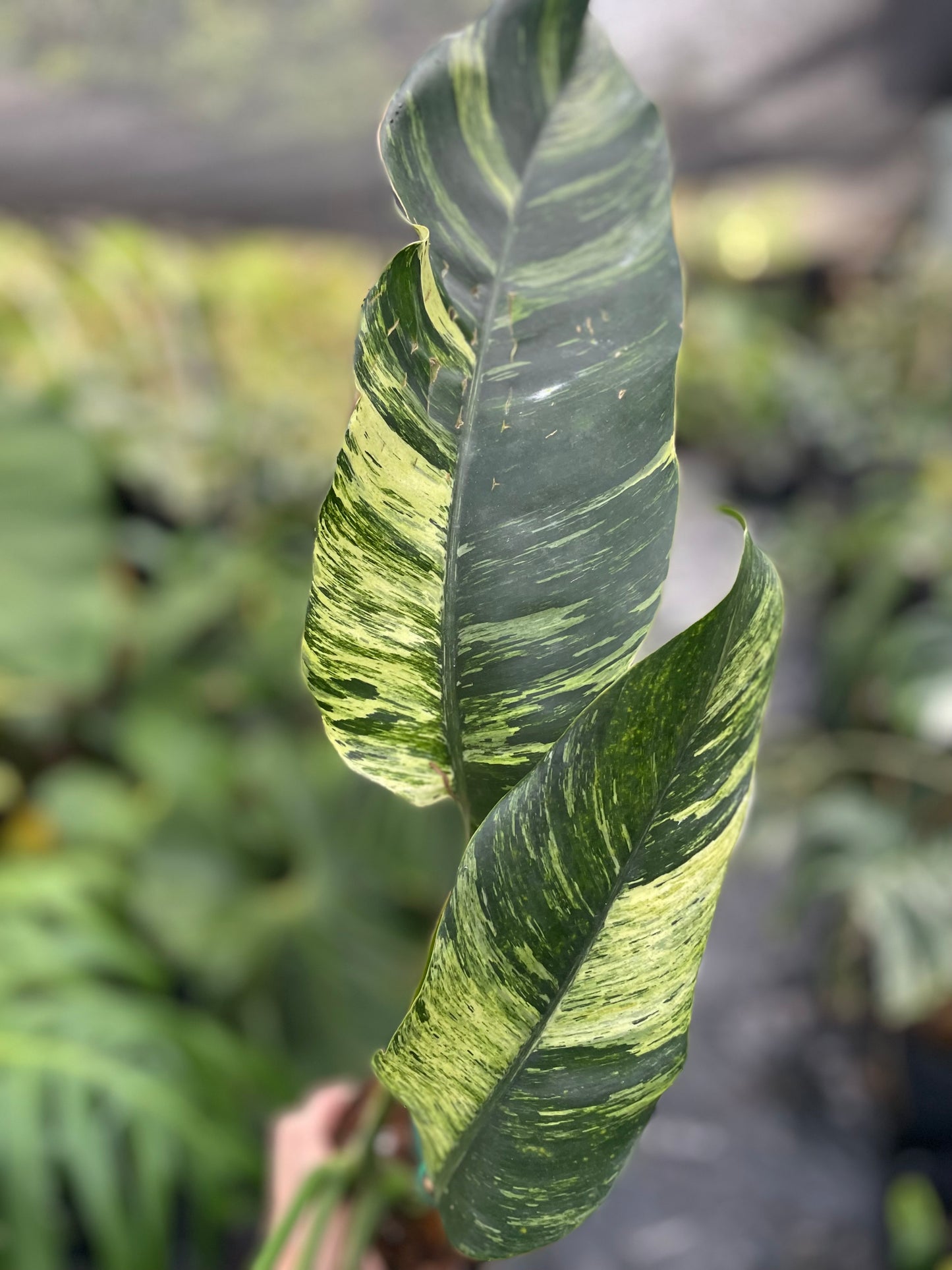 Epipremnum giganteum variegated