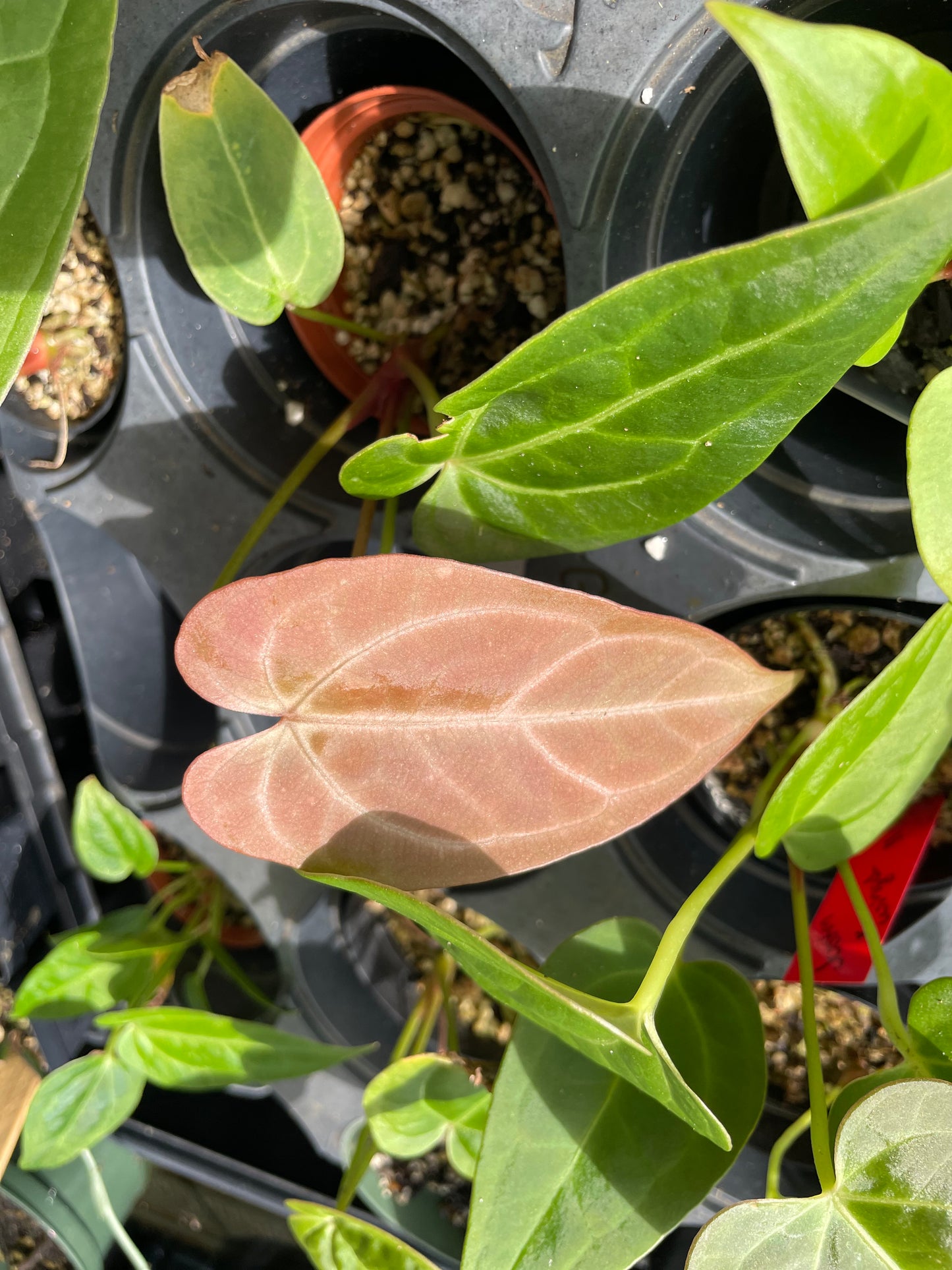 Anthurium ‘Justin’ x ‘wings’