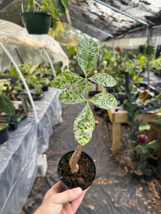 Variegated Money Tree (Pachira aquatica variegata)