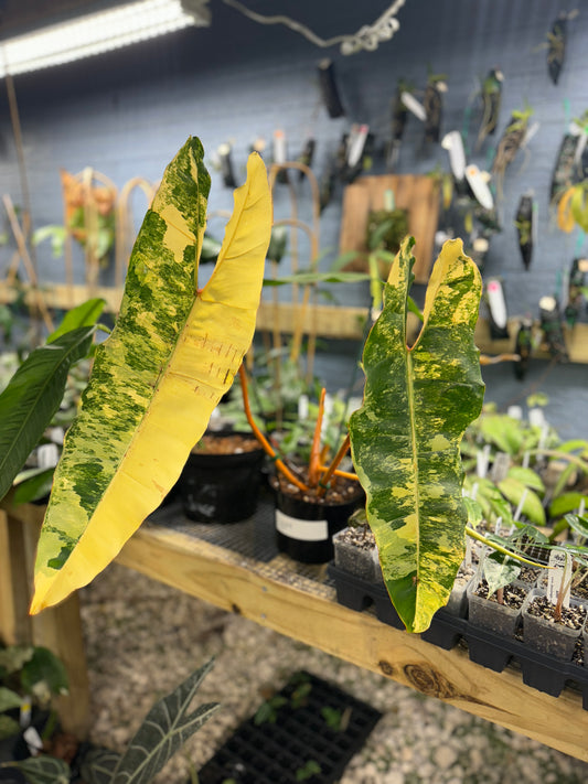 Philodendron billietiae variegated