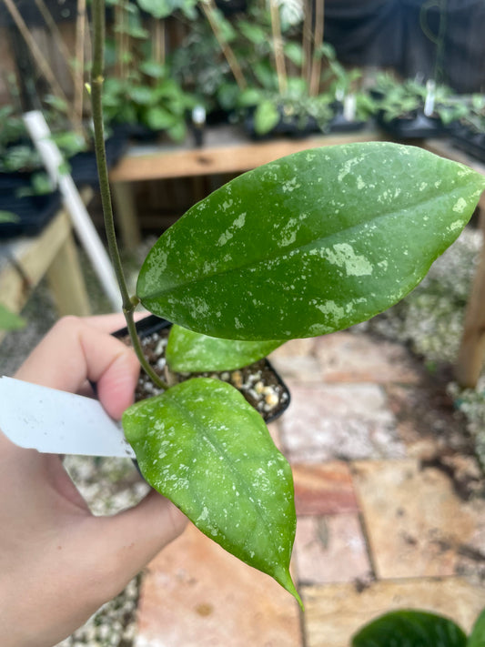 Hoya SP. Sabah AG 08-25