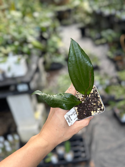 Hoya LP001 (H. Erythrina x H. 'Jennifer')