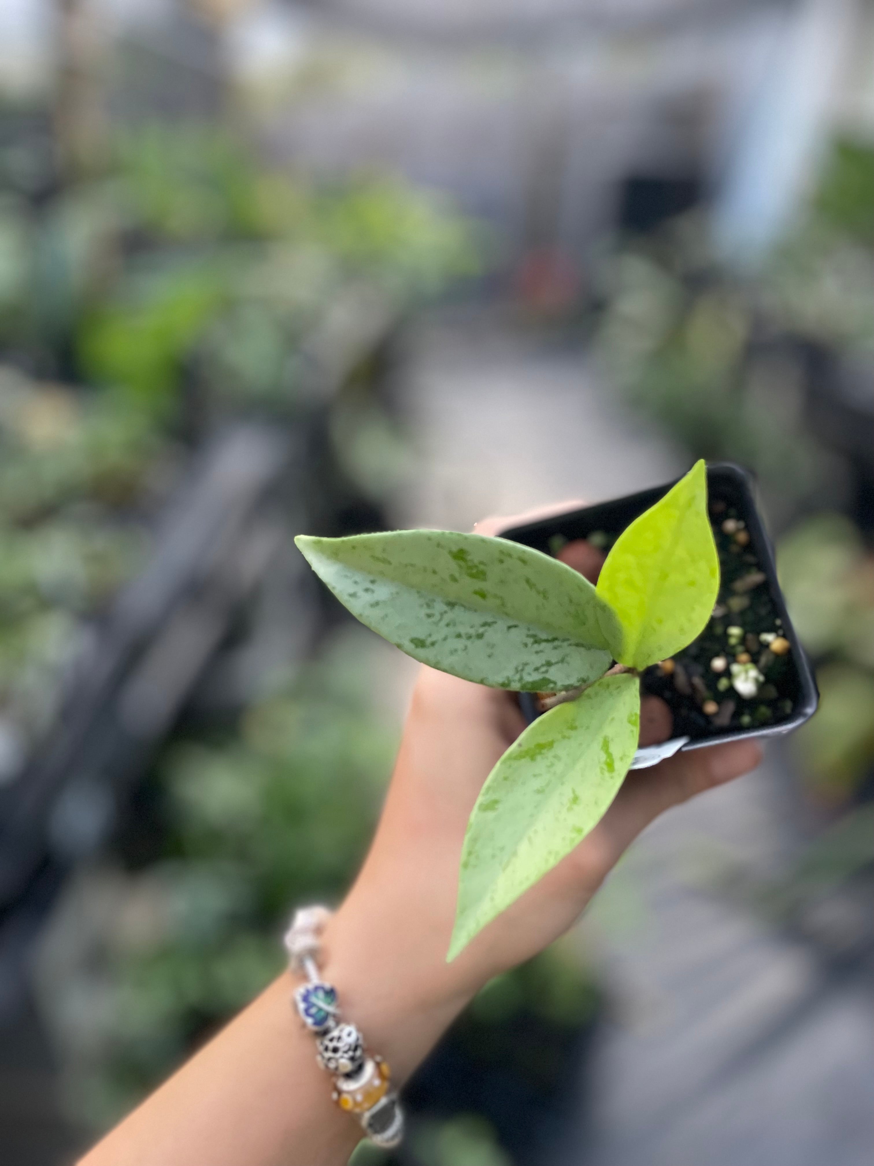 Hoya pubicalyx pink silver ghost – Jax's Jungle Hoya pubicalyx pink silver ghost – Jax's Jungle