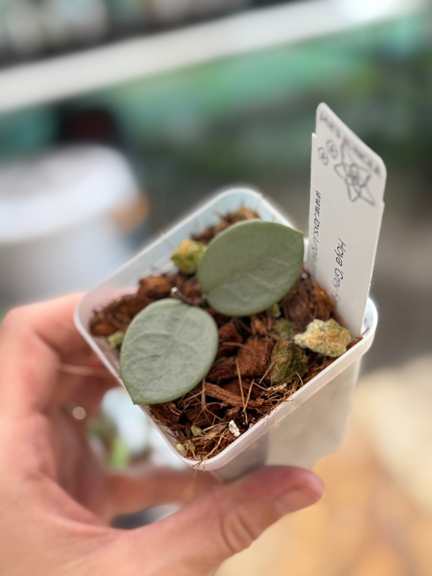 Hoya ‘Grey Fairy’