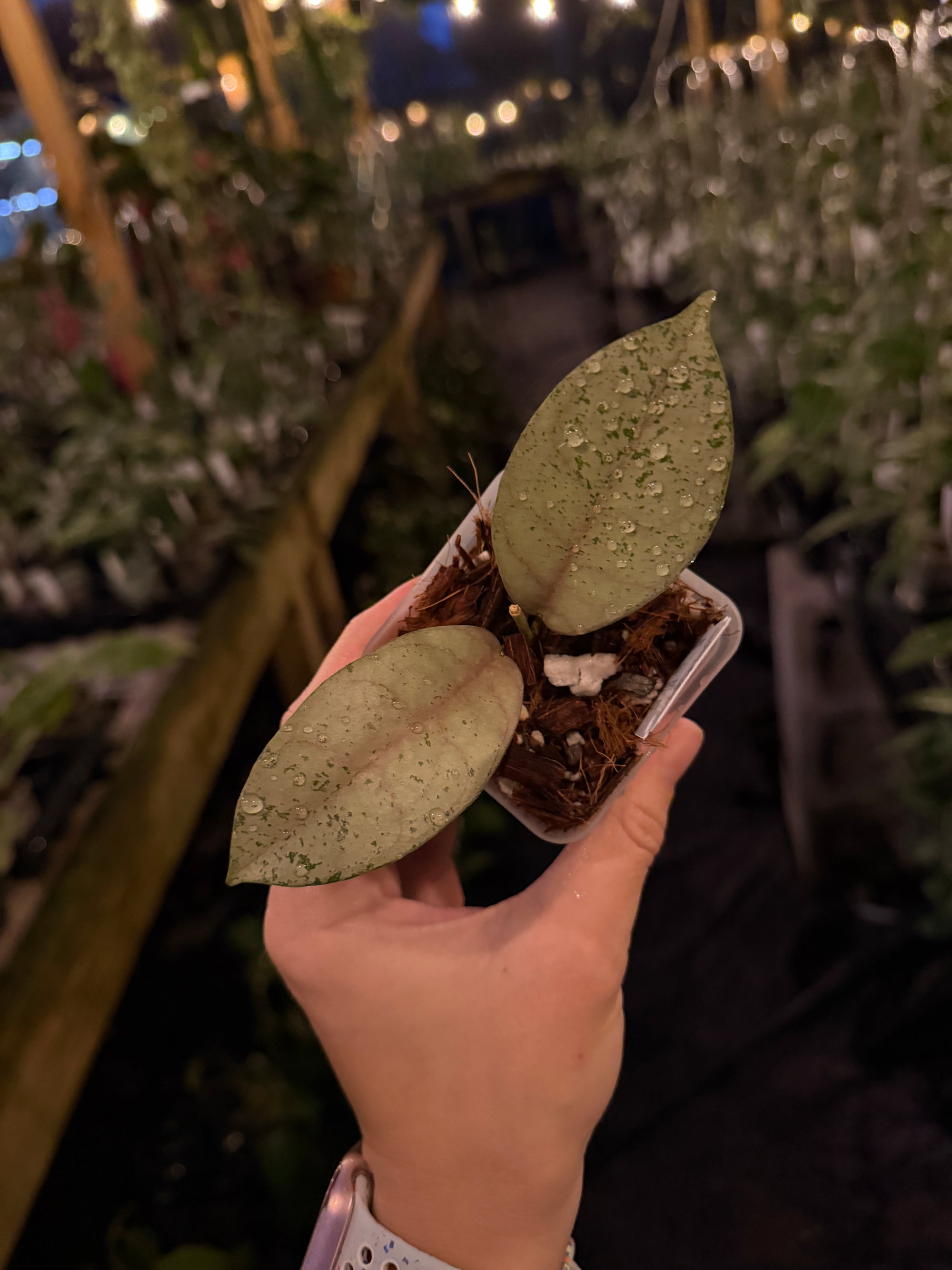 Hoya 'Moon Blush'
(Hoya aff. vitellina × Hoya sp. Sumbawa)
