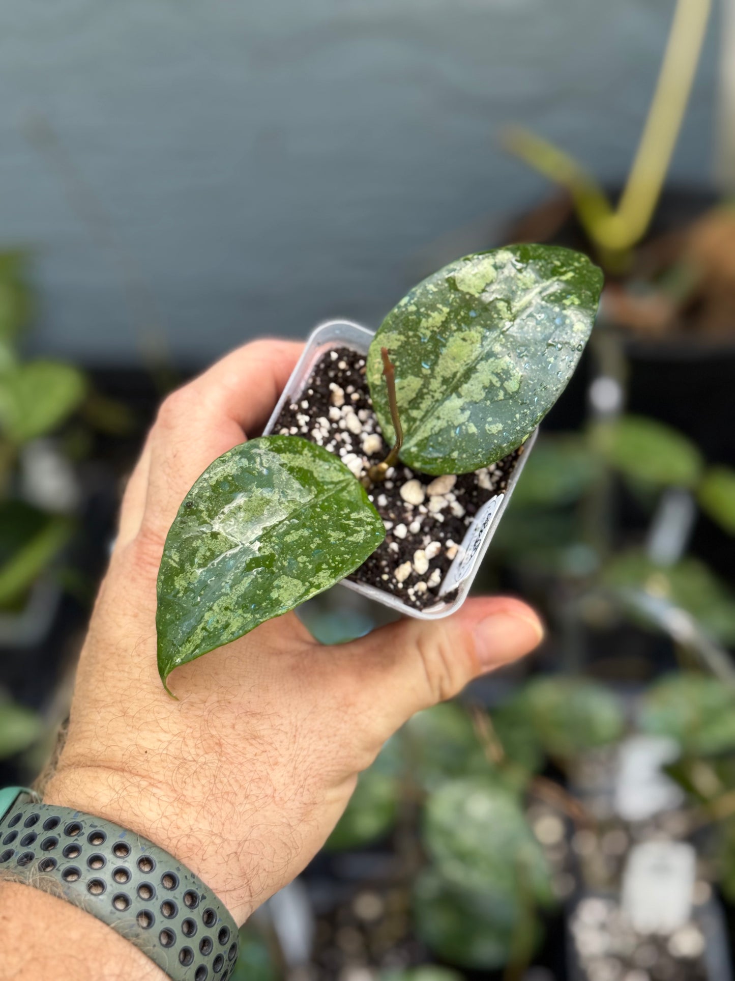 Hoya KSB08
