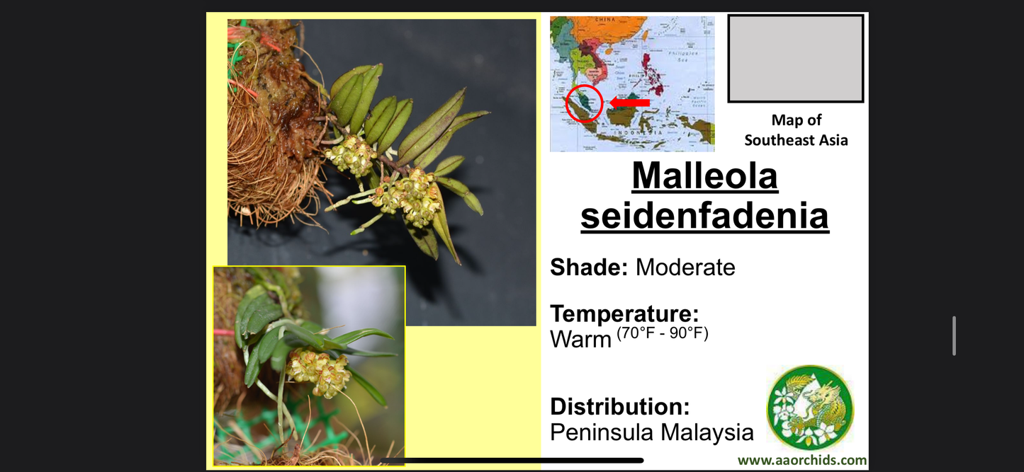 Malleola seidenfadenia