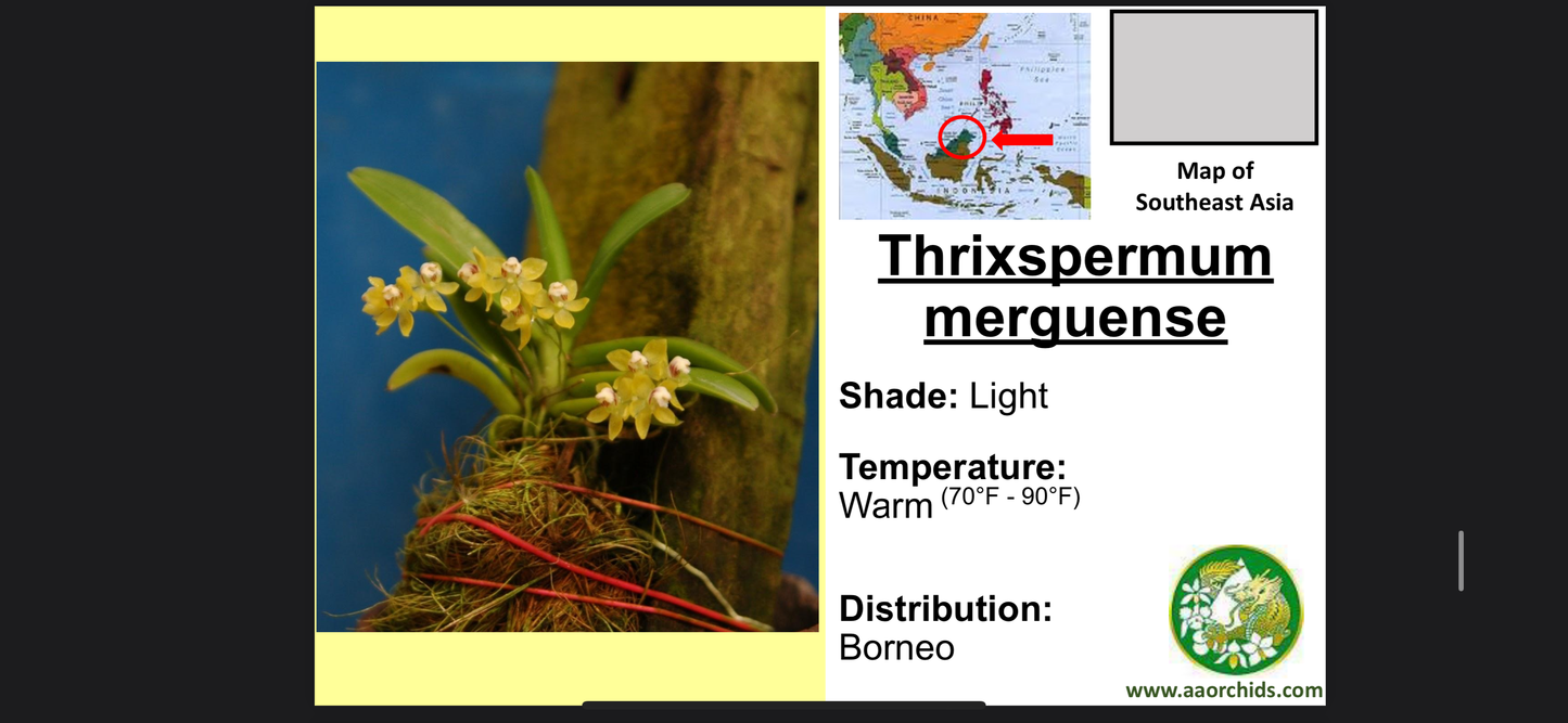 Thrixspermum merguense