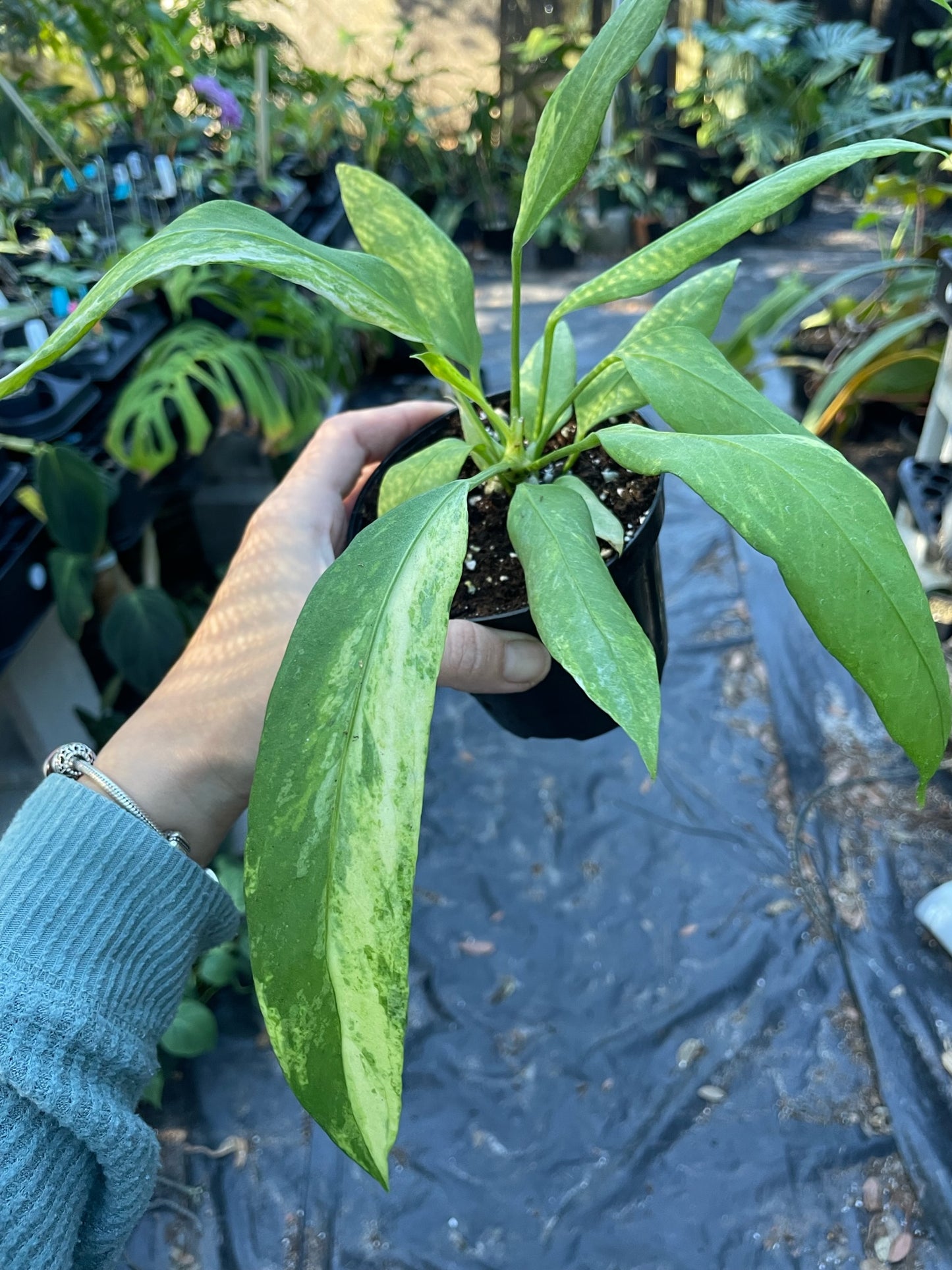 Anthurium vittarifolium Variegated