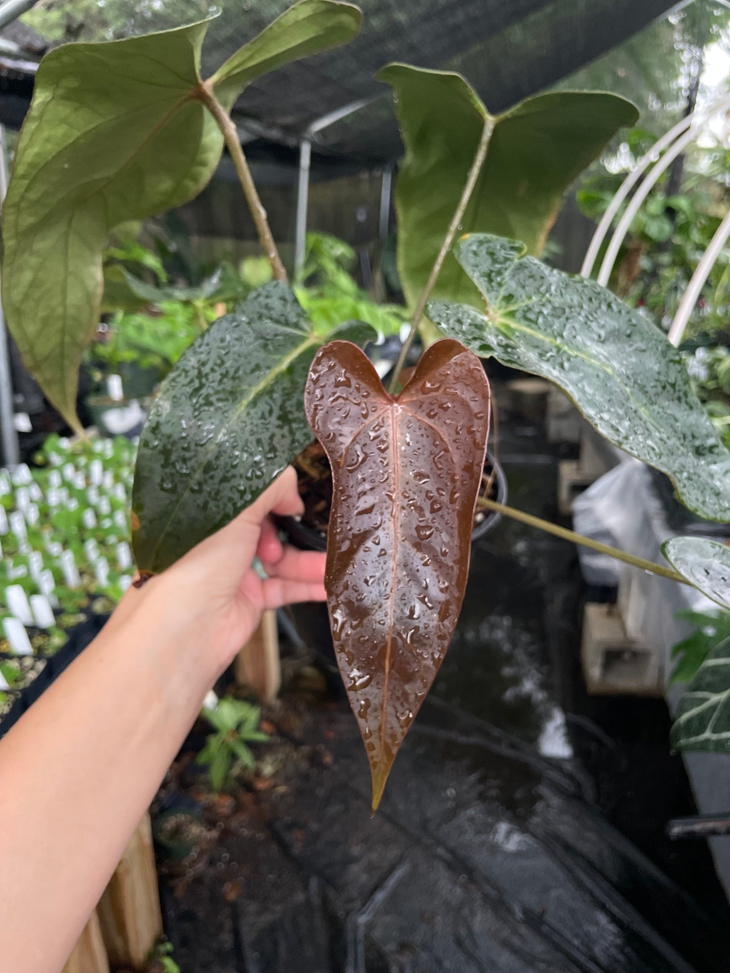 Anthurium Doc Block red velvet cake x dark and handsome