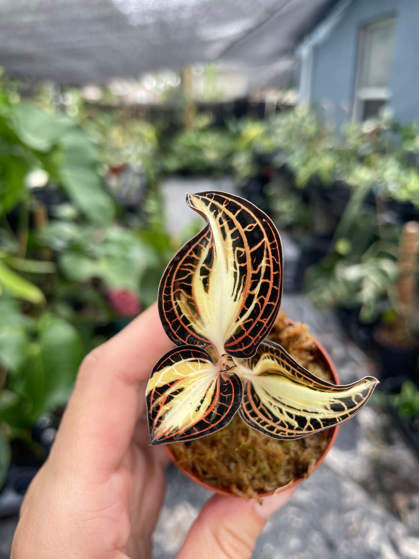 Jewel orchid variegated