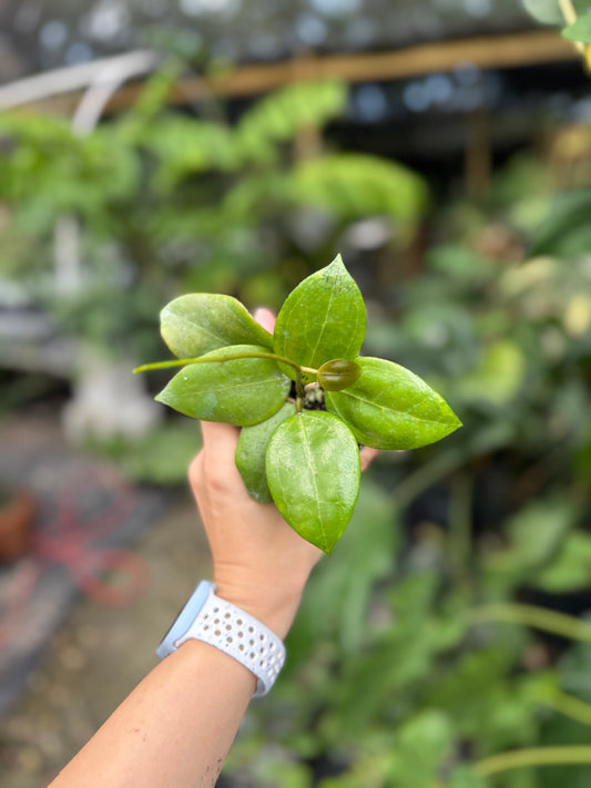 Hoya Dolichosparte Pink Flower Sp Selayar