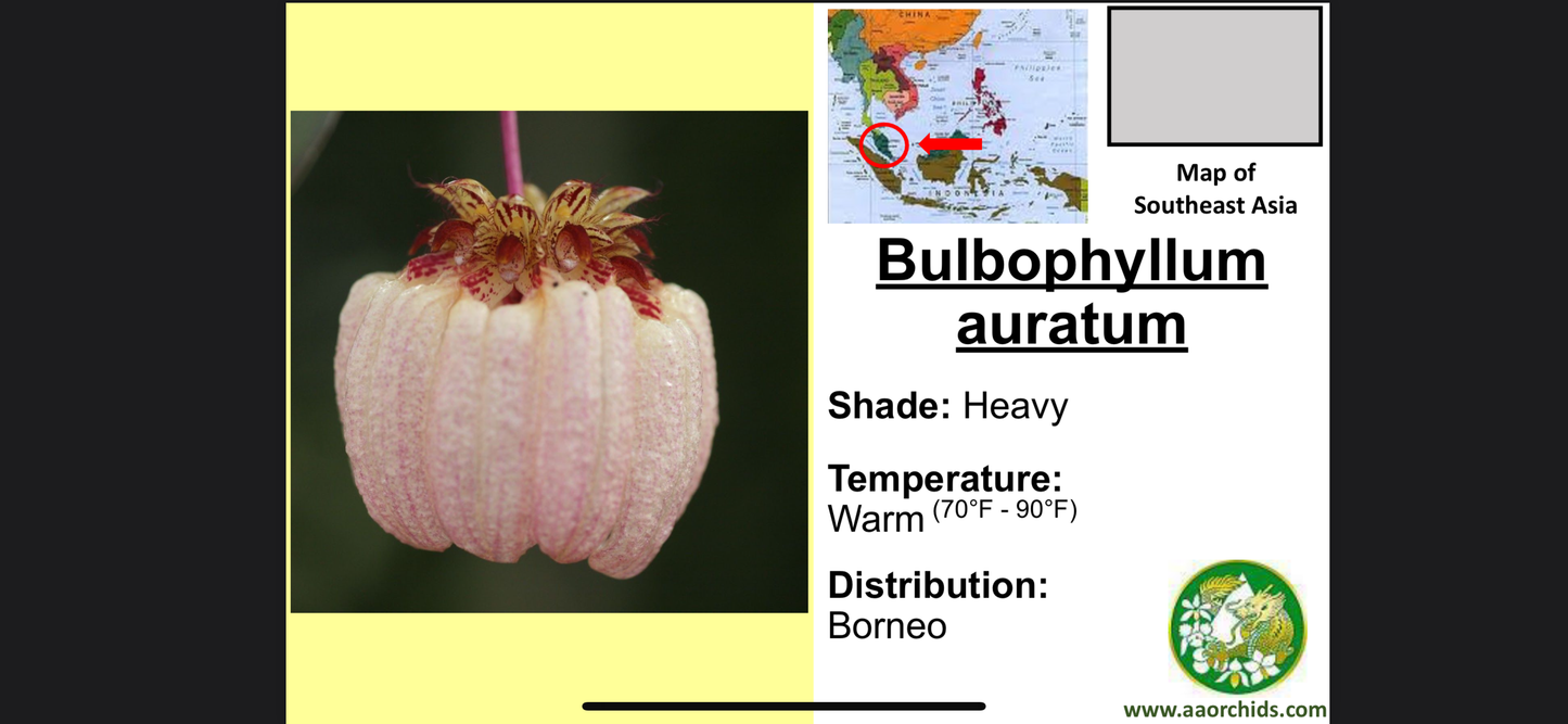 Bulbophyllum auratum