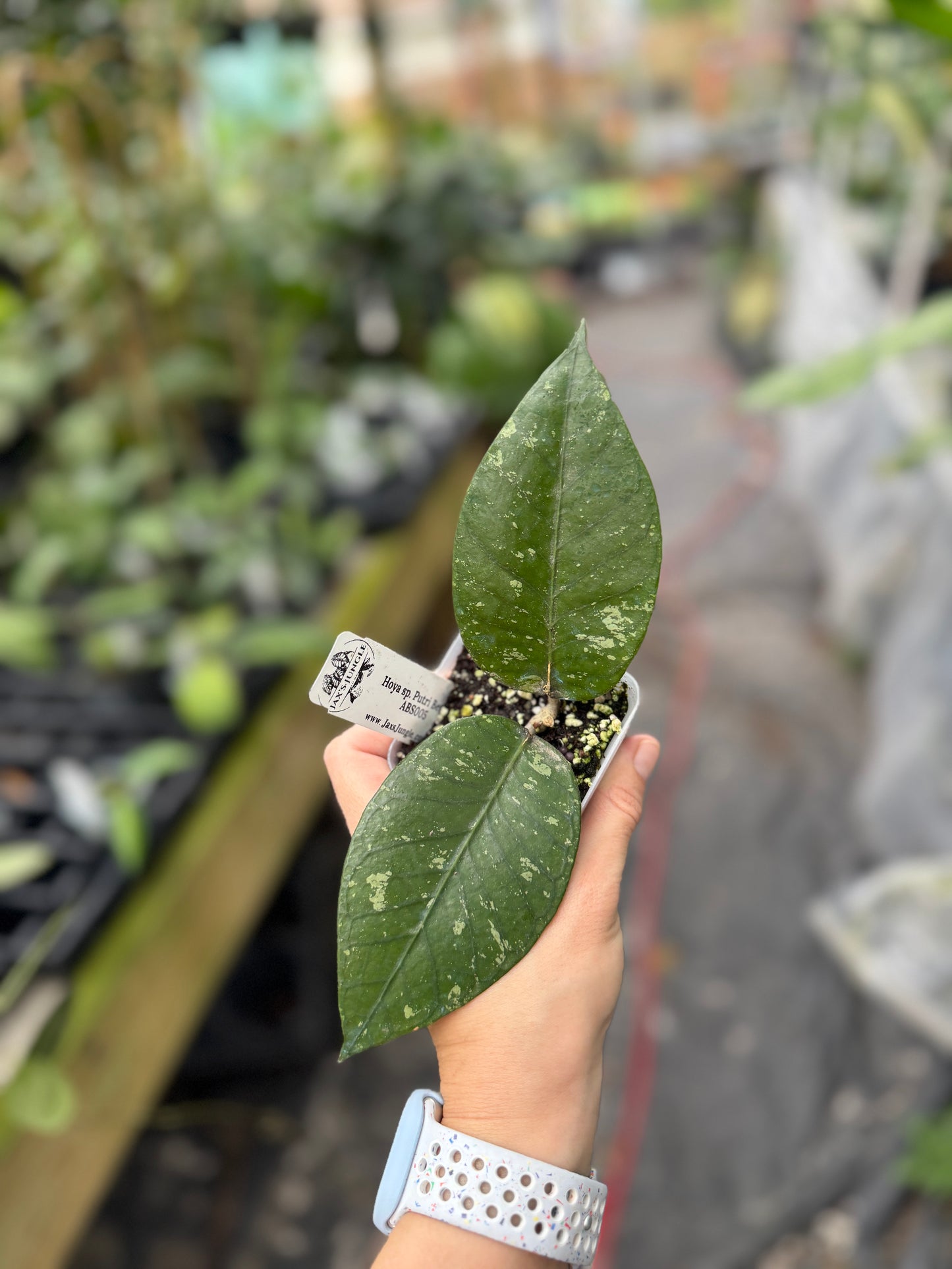 Hoya sp. Putri Betung ABS005