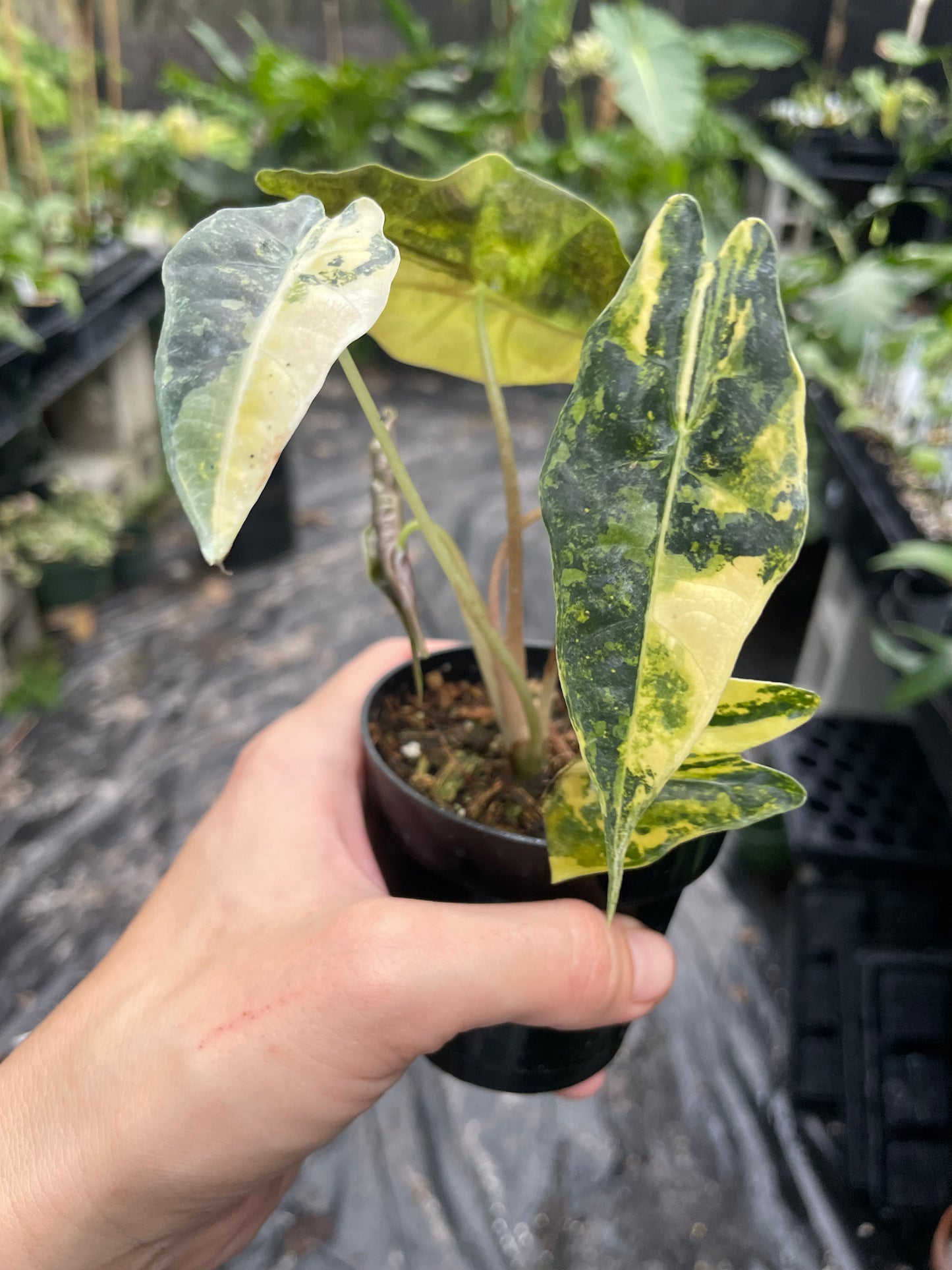 Alocasia bulls aurea