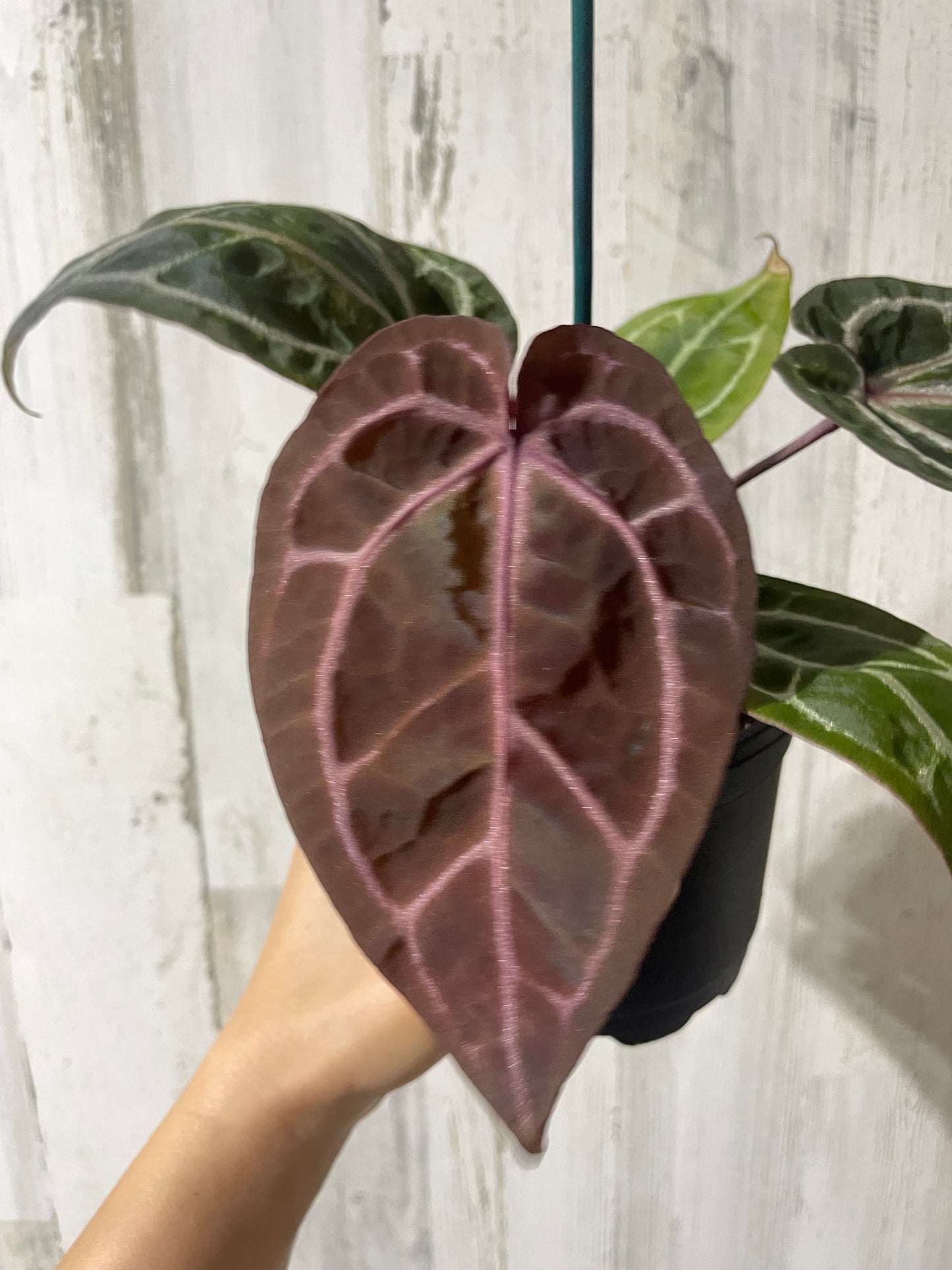 Anthurium ‘Zara’ Doc block