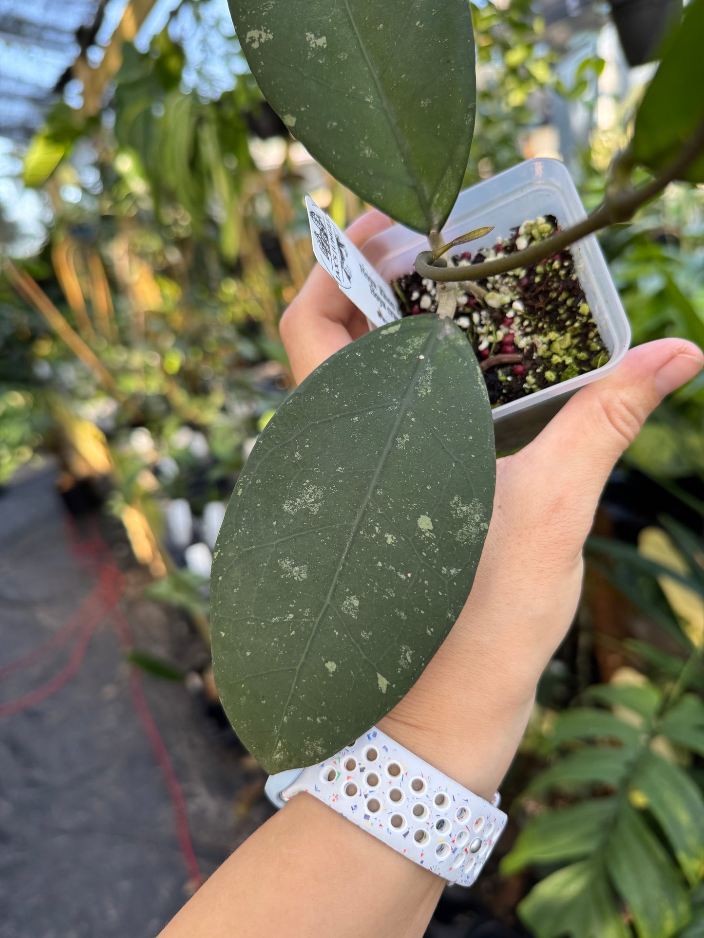 Hoya ‘Khon Kaen Ruby’ x Hoya crassipetiolata (seed 03)