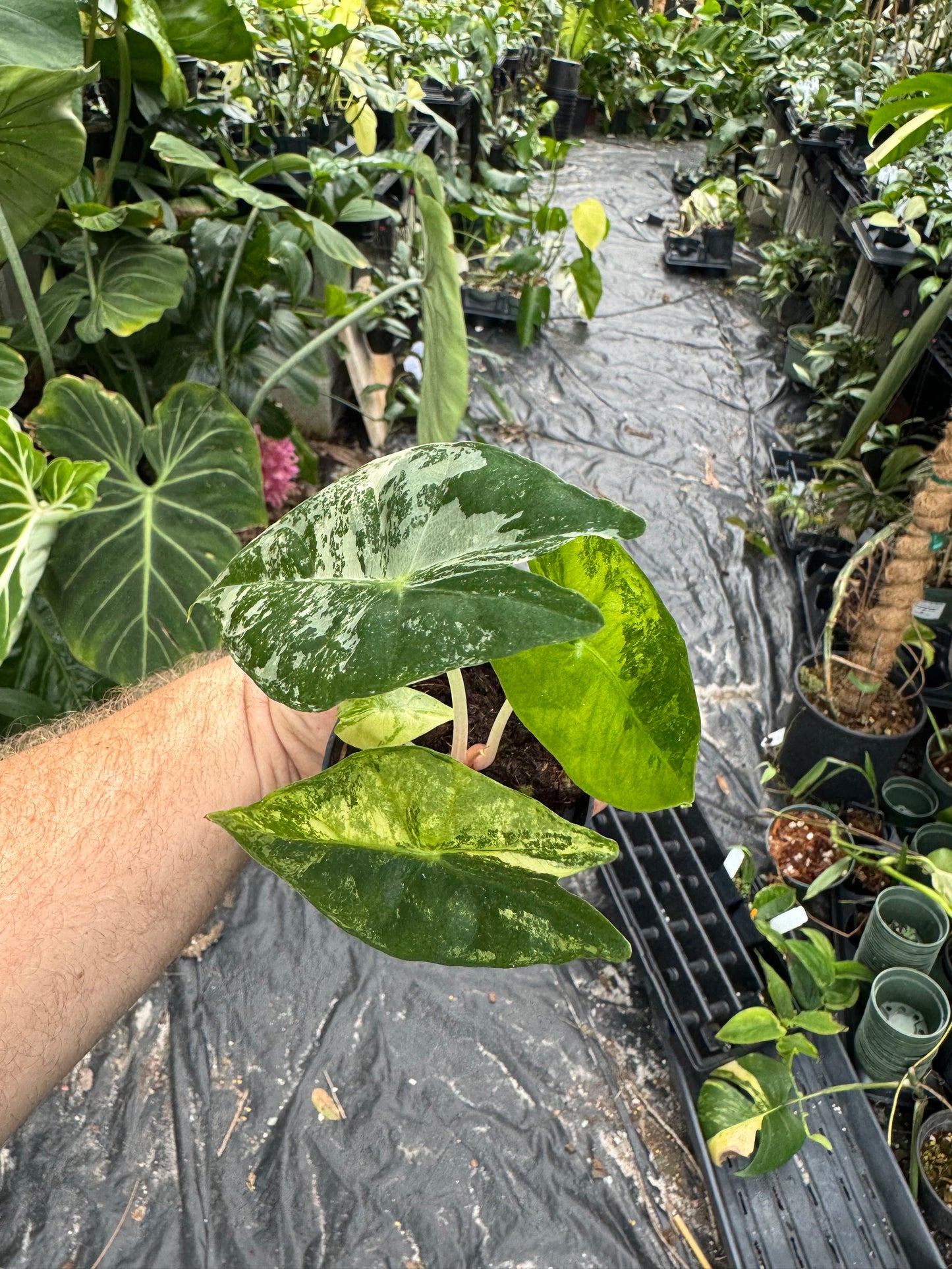 Alocasia 'Nairobi Night' variegated