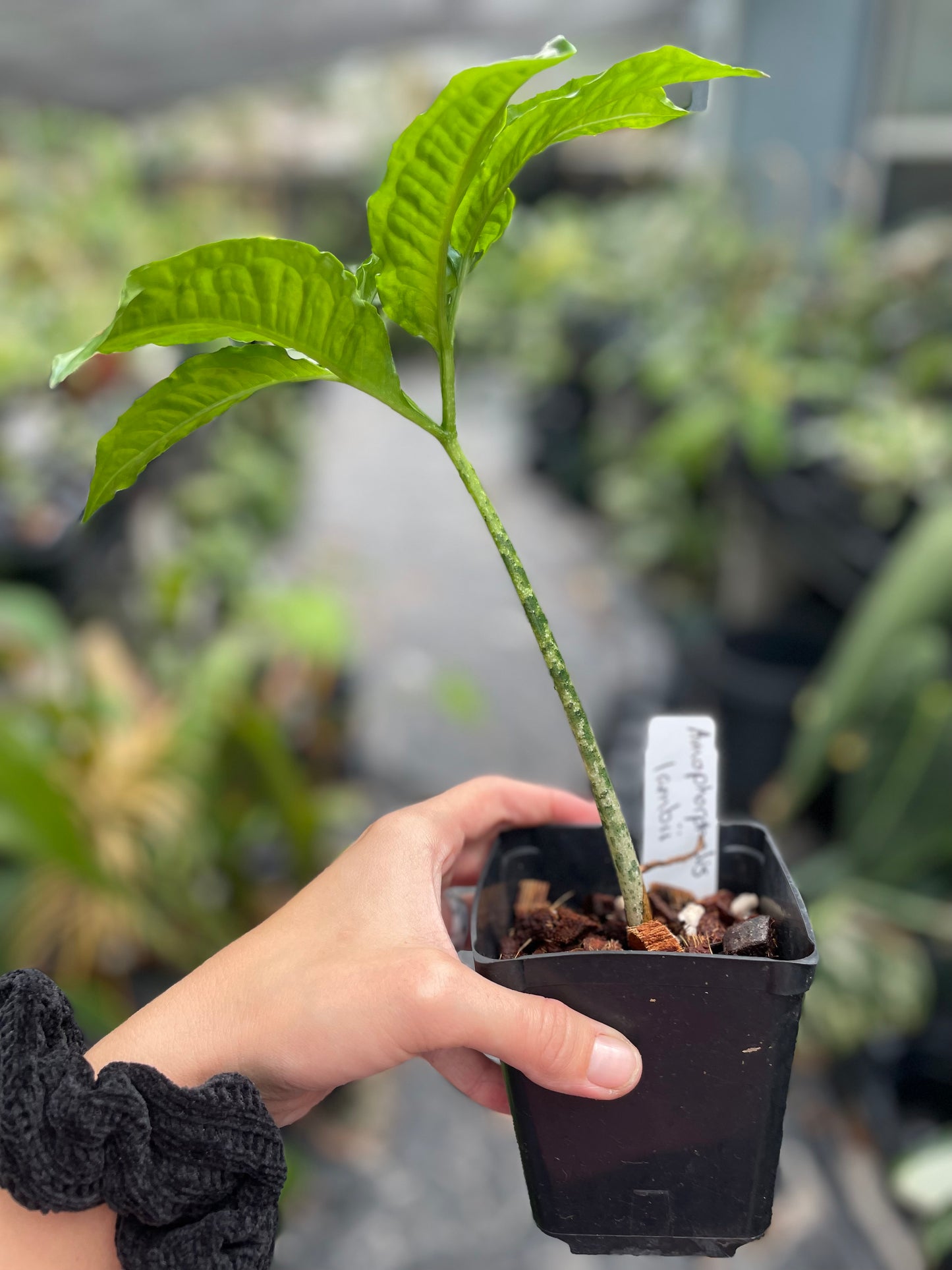 Amorphophallus lambii (green flower!)